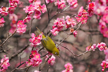 満開の梅の花に止まるメジロ