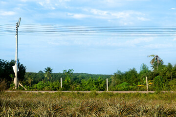 Horizontal view of concrete road in Thailand. Front ground of green grass and pineapple plantation. and background of electric pole and garden with green forest in upcountry. Under blue sky.
