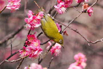 満開の梅の花に止まるメジロ