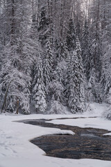 Wintry beautiful white color landscape of running raging river with melted mountain water, washing icy shores of snow-covered coniferous forest on gloomy cold day in wild Nordic winter nature