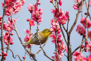 満開の梅の花に止まるメジロ