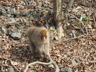 白神山地のニホンザル