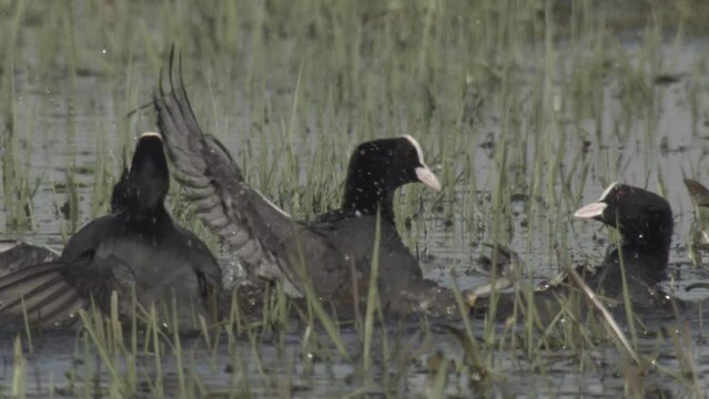 coots in springtime in germany