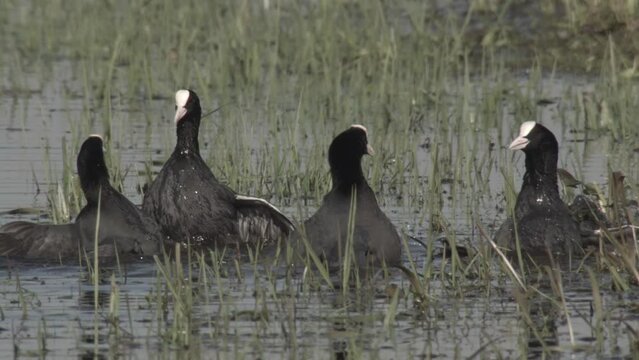coots in springtime in germany