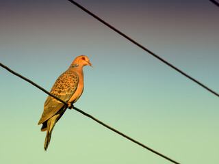 Oriental turtle dove perched on a wire