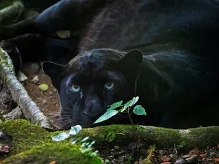 Zelfklevend Fotobehang black panther looking straight into the camera © jayanta