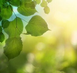 Green Leaves Branch on Abstract Bokeh Light Background