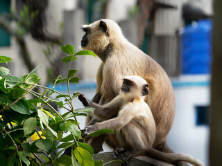 Obraz premium Indian monkey with baby