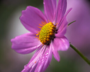 close up of a pink flower
