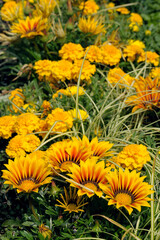 Short large yellow flowers Gazania in the flowerbed