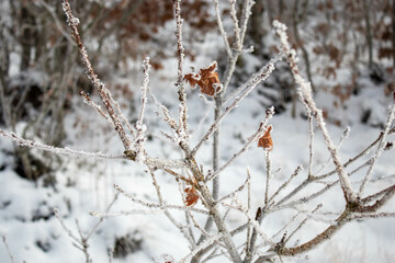 snow covered branches
