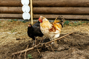 White rooster and black hen on the hay in a country house