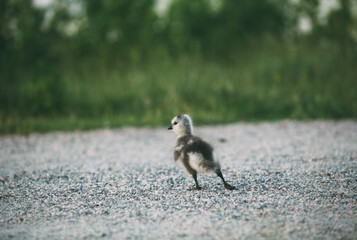 Barnacle goose gosling crossing a path. Green grass in the background. Branta leucopsis.