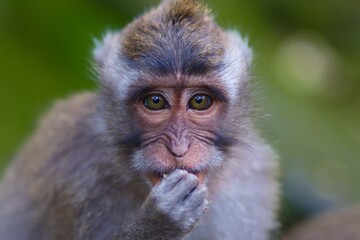 close up of a baboon