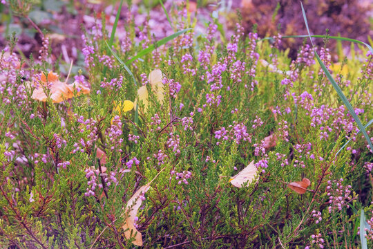 Heath is grows abundantly on moorland and heathland. Purple-flowered heather is growing in rustic garden. Close up.
