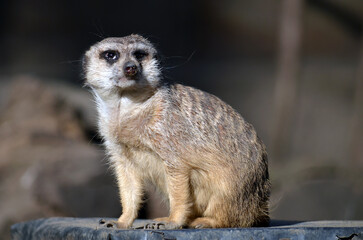 surykatka © Dariusz Czajka