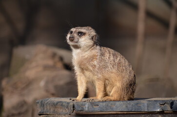 surykatka © Dariusz Czajka