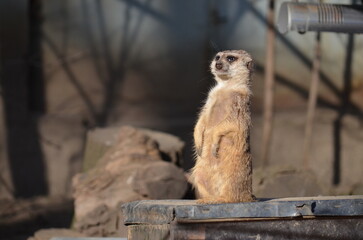 surykatka © Dariusz Czajka