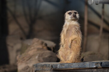 surykatka © Dariusz Czajka