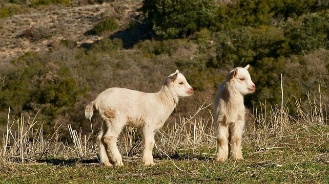 Dos corderos blancos peque&ntilde;os 