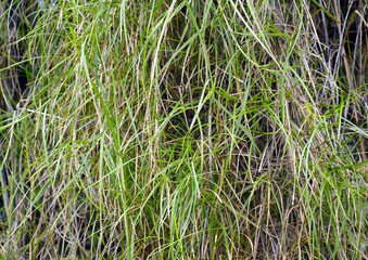 Cyperus difformis is a species of sedge known by several common names, including variable flatsedge, smallflower umbrella-sedge and rice sedge. Amazon rainforest, Brazil.
