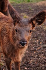Fototapeta premium Animals - traditionally (since Aristotle) distinguished category of organisms, currently considered as a biological kingdom.