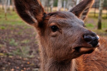 Fototapeta premium Animals - traditionally (since Aristotle) distinguished category of organisms, currently considered as a biological kingdom.