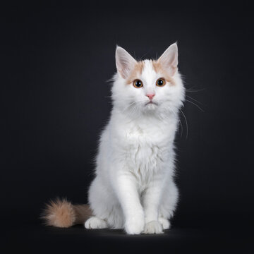 Cute young rare Turkish Van cat kitten, sitting up facing front. Looking beside camera. Isolated on a black background.