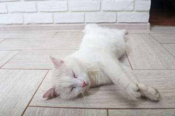 Portrait of a domestic cat of white color with big eyes. Cute clean cat. White cat with a pink...