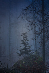 Pine tree in fog. Mystic forest in fog. Moody forest wallpaper. Fairy woodland in mist. Spooky woods in mountain. Alps landscape. Wonderland postcard. Silent forest.