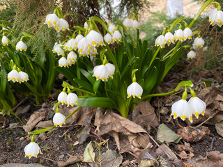 spring lilies of the valley