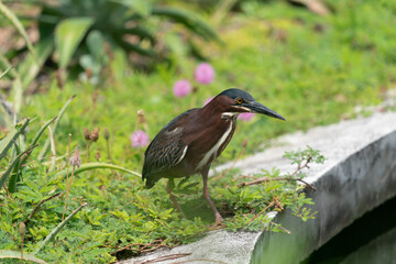 The green heron (Butorides virescens)