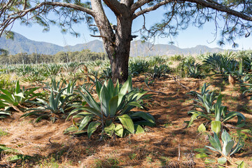 Campo silvestre de agaves tipo lechuguilla para hacer raicilla y tequila. 