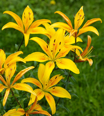 Bright yellow lilies against the background of emerald grass in the summer garden
