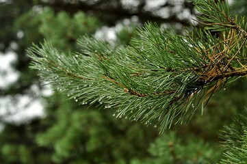 Animals - traditionally (since Aristotle) distinguished category of organisms, currently considered as a biological kingdom.