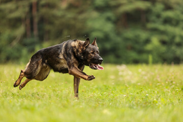 female German Shepherd Dog running fast across the meadow