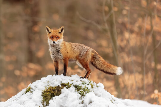red fox (Vulpes vulpes) standing on a mound of snow with an orange background