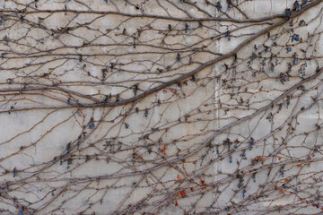 concrete wall texture with vine