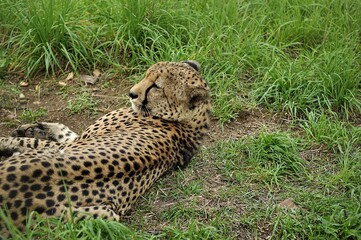 Animals - traditionally (since Aristotle) distinguished category of organisms, currently considered as a biological kingdom.