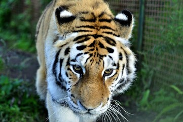 Animals - traditionally (since Aristotle) distinguished category of organisms, currently considered as a biological kingdom.