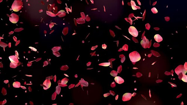 Red rose petals flying on beautiful black background. Valentines day, Mother day, spring, summer, blossom background. Seamless looping 4k