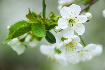 Apple tree flowers close up with selective focus.
