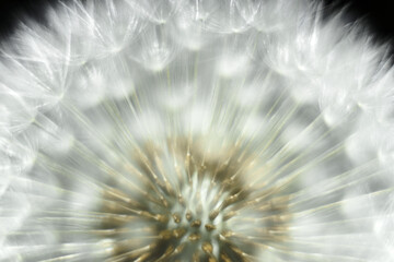 A very close-up of a flowering dandelion seed. Closeup with selective focus.