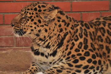 Animals - traditionally (since Aristotle) distinguished category of organisms, currently considered as a biological kingdom.