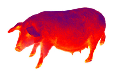 The red breeding pig, sow. Illustration of thermal image on white background