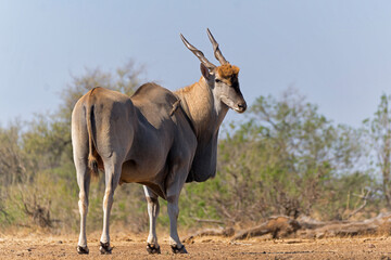 Common eland antelope (Taurotragus oryx) bull comming for a drink at a waterhole in Mashatu Game Reserve in the Tuli Block in Botswana