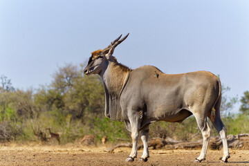 Common eland antelope (Taurotragus oryx) bull comming for a drink at a waterhole in Mashatu Game Reserve in the Tuli Block in Botswana