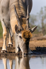 Common eland antelope (Taurotragus oryx) bull comming for a drink at a waterhole in Mashatu Game Reserve in the Tuli Block in Botswana