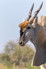 Common eland antelope (Taurotragus oryx) bull comming for a drink at a waterhole in Mashatu Game Reserve in the Tuli Block in Botswana