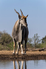 Common eland antelope (Taurotragus oryx) bull comming for a drink at a waterhole in Mashatu Game Reserve in the Tuli Block in Botswana